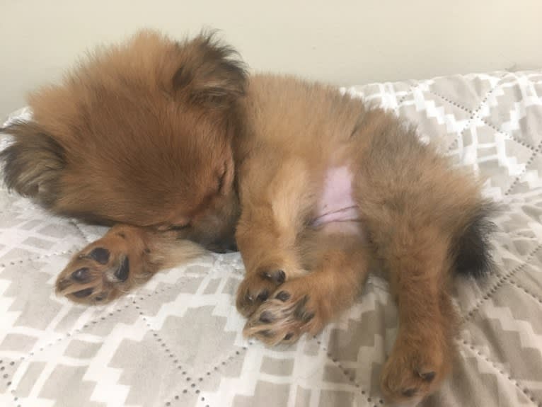 Biggie Smalls, a Pomeranian and Chihuahua mix tested with EmbarkVet.com