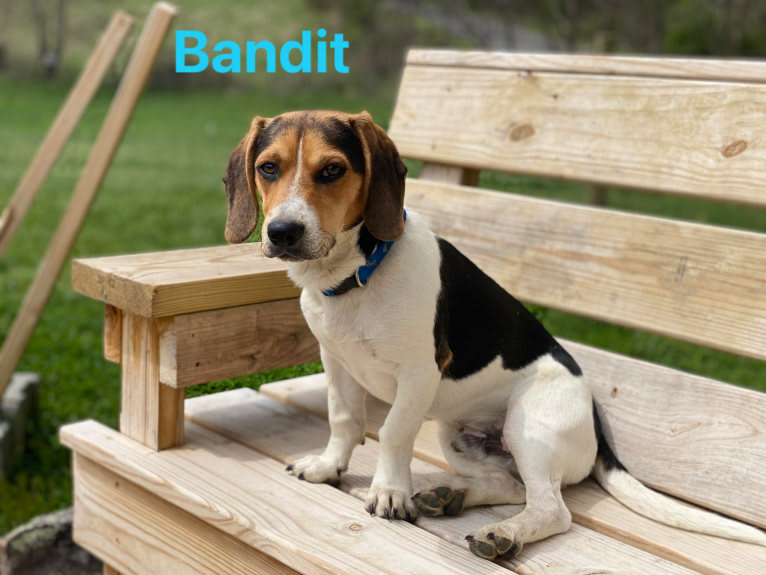 Bandit, a Treeing Walker Coonhound and Beagle mix tested with EmbarkVet.com