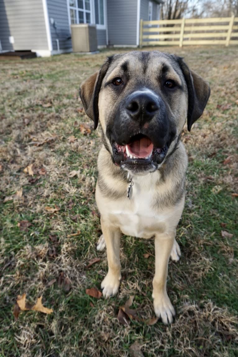 Tanner, a Mastiff and American Pit Bull Terrier mix tested with EmbarkVet.com
