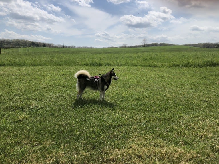 May, an Alaskan Klee Kai and Shiba Inu mix tested with EmbarkVet.com