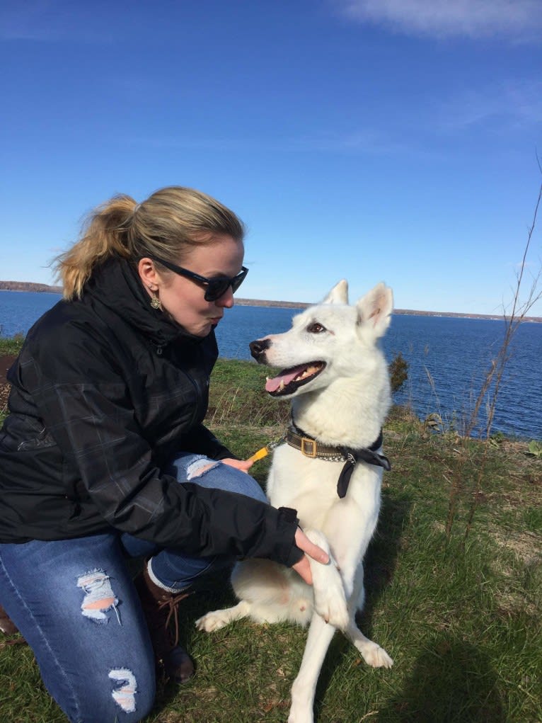 Charlie, an Alaskan-type Husky tested with EmbarkVet.com