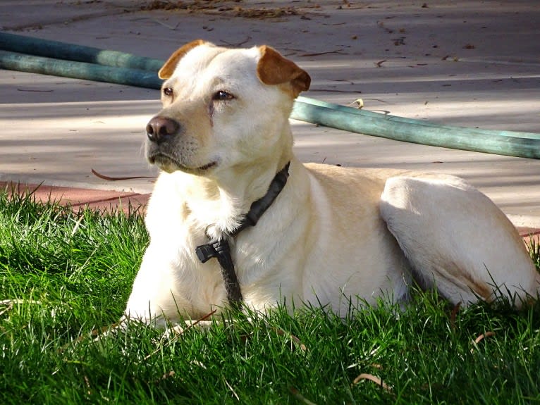 Doc, a Chihuahua and American Pit Bull Terrier mix tested with EmbarkVet.com