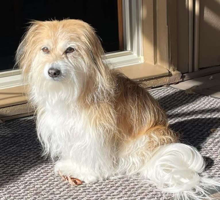 Winham’s Cowboy Cody of Cowgirl Cotons, a Coton de Tulear tested with EmbarkVet.com