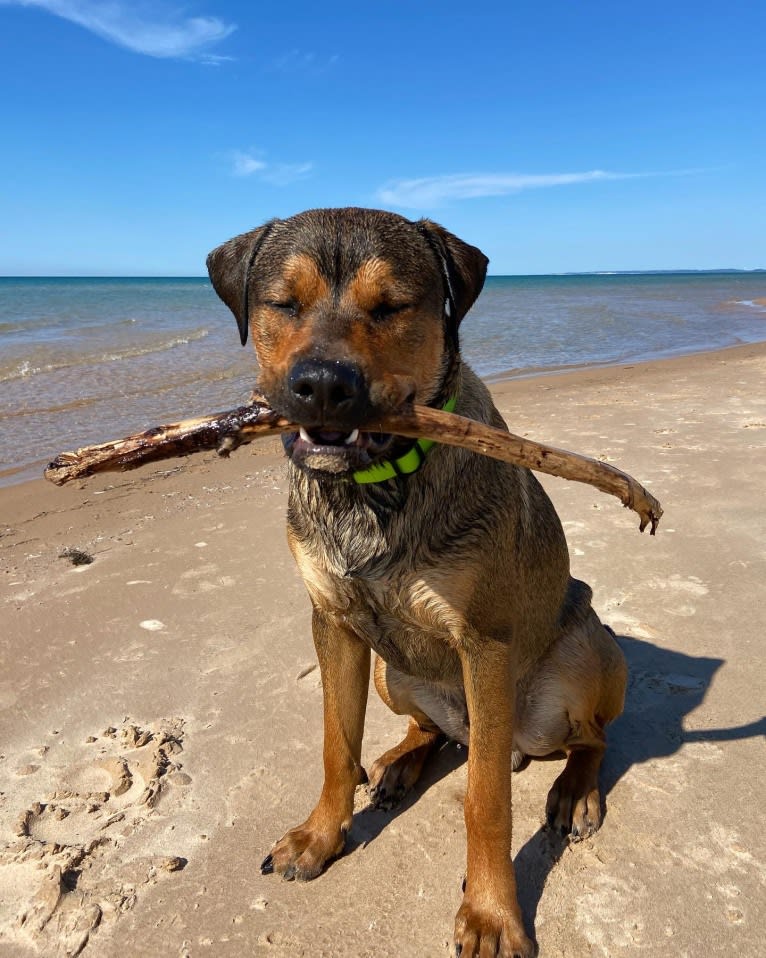 Lenny, a Rottweiler and American Pit Bull Terrier mix tested with EmbarkVet.com