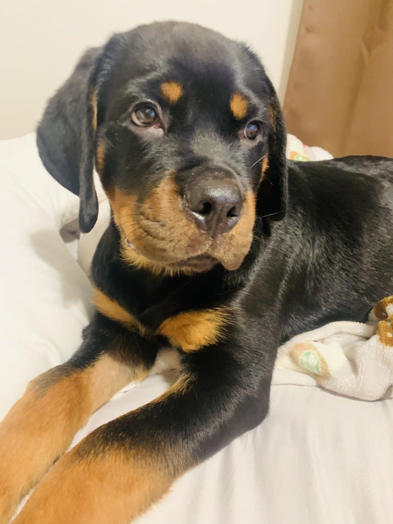 Chompy, a Rottweiler tested with EmbarkVet.com