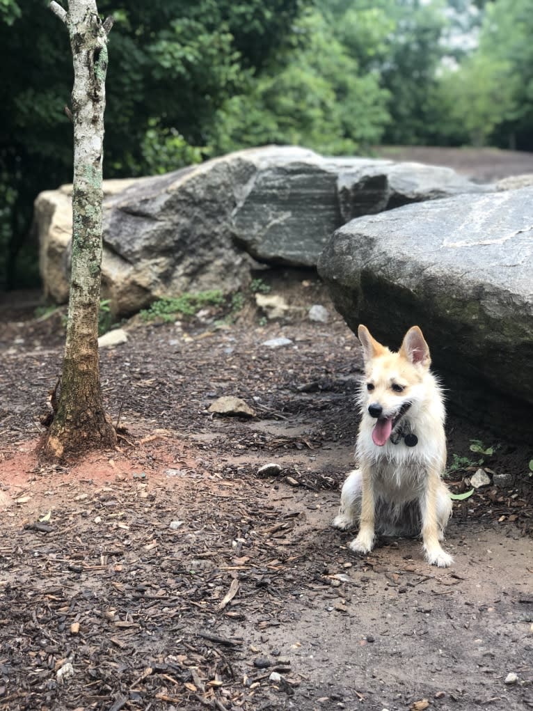 Bruno, a Pomeranian and Miniature Schnauzer mix tested with EmbarkVet.com