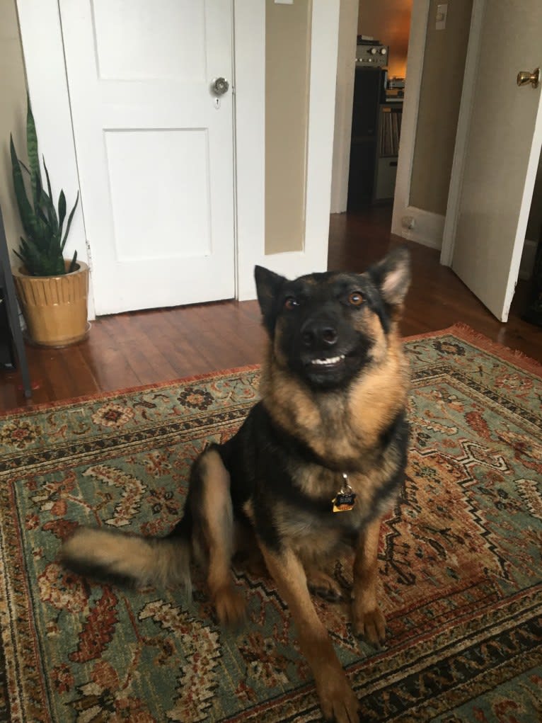 Daisy, a German Shepherd Dog tested with EmbarkVet.com