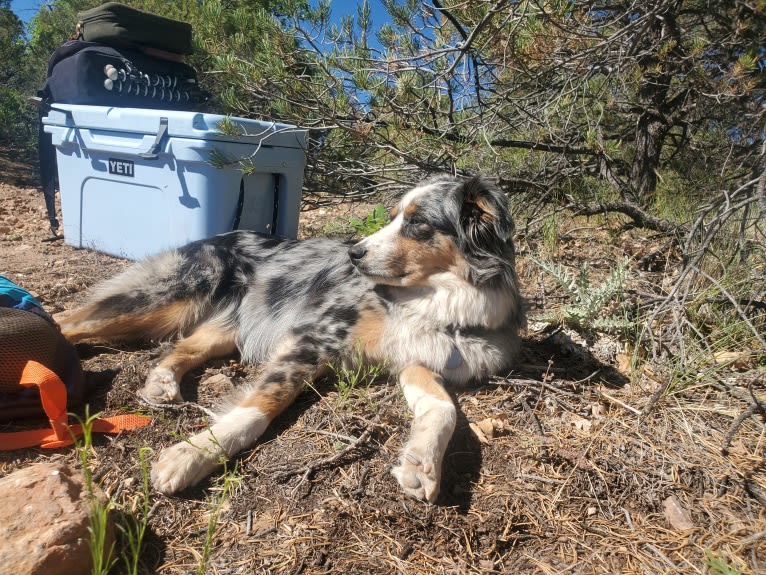 Ellie Einstein Cow Creek Aussies, an Australian Shepherd tested with EmbarkVet.com