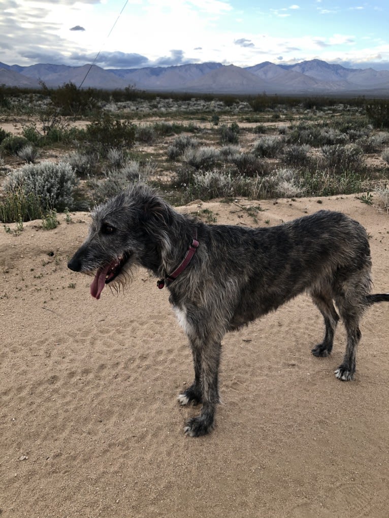 Medb, an Irish Wolfhound tested with EmbarkVet.com