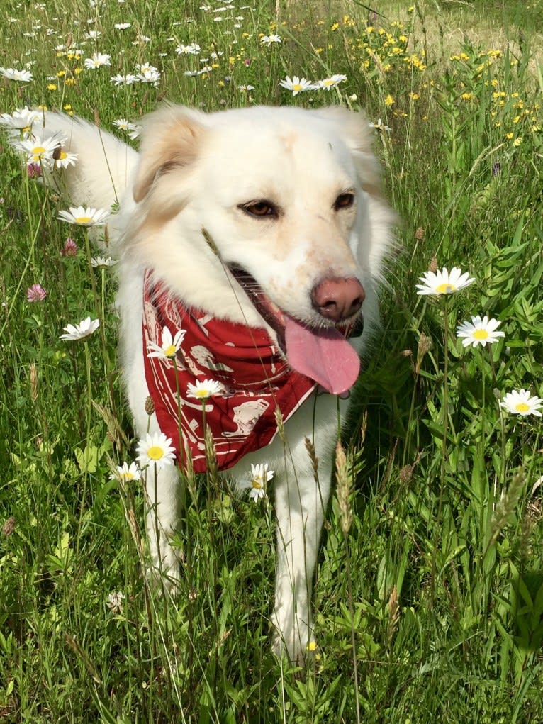 DAISY, a Labrador Retriever and Staffordshire Terrier mix tested with EmbarkVet.com