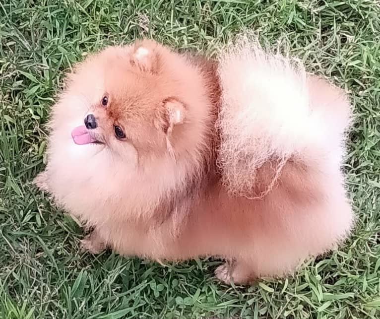 Hope, a Pomeranian tested with EmbarkVet.com