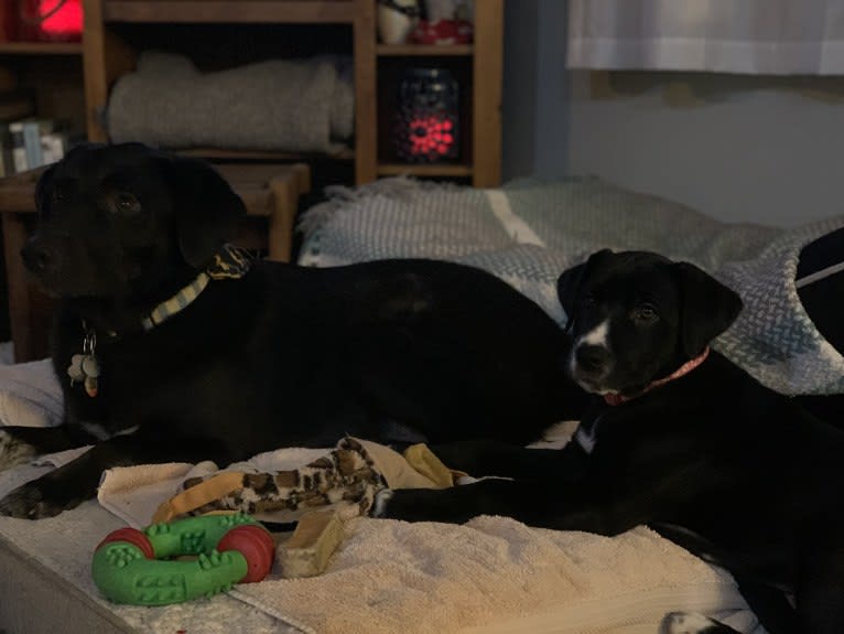 Guinness, a Labrador Retriever and Australian Cattle Dog mix tested with EmbarkVet.com