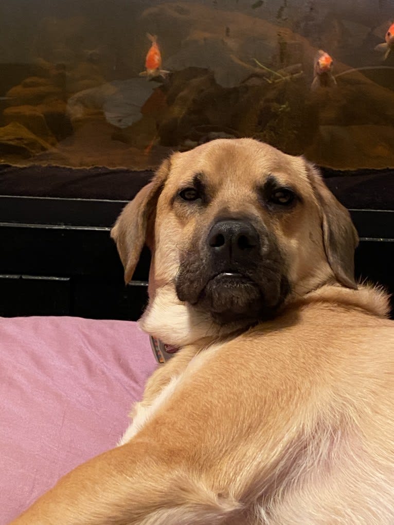 Burkin, a Labrador Retriever and Boxer mix tested with EmbarkVet.com