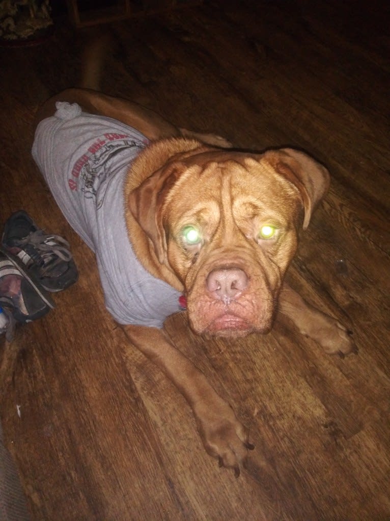 Brutis II, a Dogue de Bordeaux tested with EmbarkVet.com