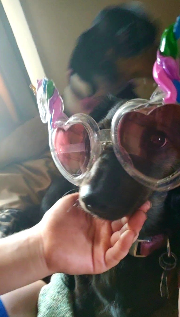 Maggie, a Dachshund tested with EmbarkVet.com