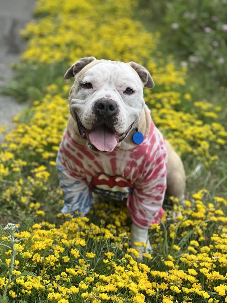 Rambo, an American Bully tested with EmbarkVet.com