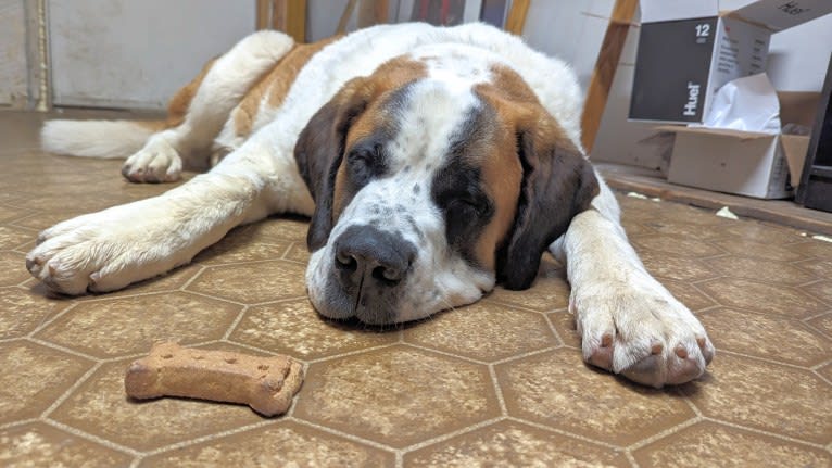 Charlie, a Saint Bernard tested with EmbarkVet.com