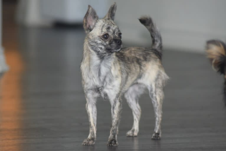 Maybelline, a Chihuahua tested with EmbarkVet.com