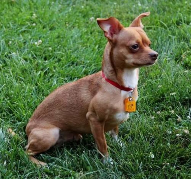 Frosty, a Chihuahua tested with EmbarkVet.com