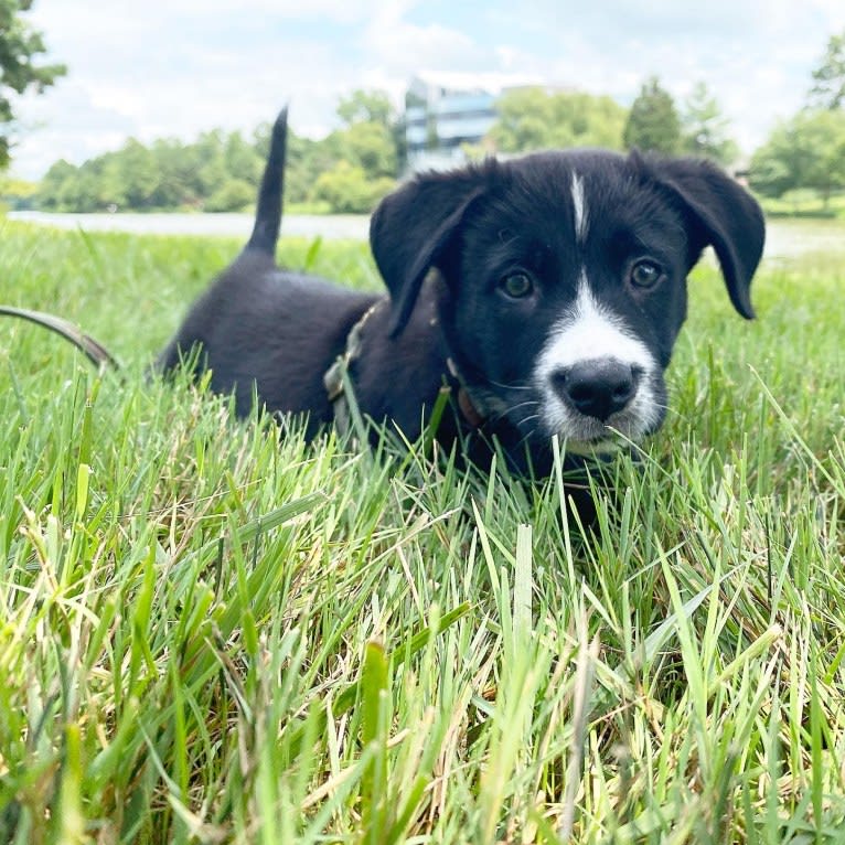 Marlowe Gandalf, a Siberian Husky and Australian Shepherd mix tested with EmbarkVet.com