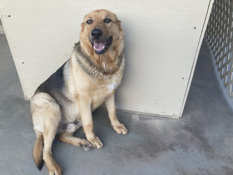 Lukas, a German Shepherd Dog and Australian Cattle Dog mix tested with EmbarkVet.com