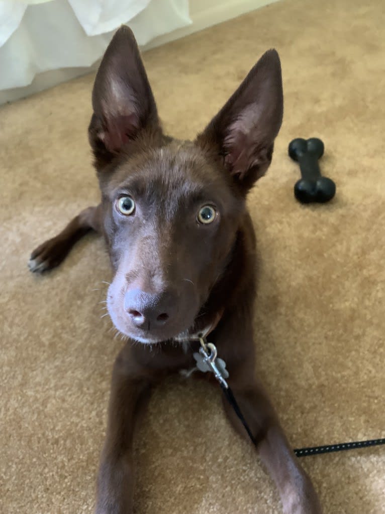 Yogi, an Australian Shepherd and Border Collie mix tested with EmbarkVet.com