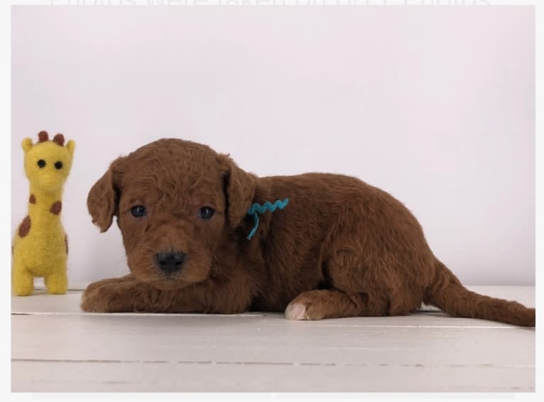 Liesel, a Goldendoodle tested with EmbarkVet.com