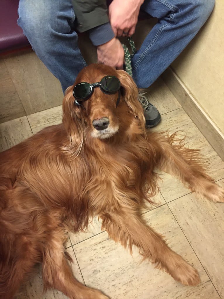 Emmet, an Irish Setter tested with EmbarkVet.com