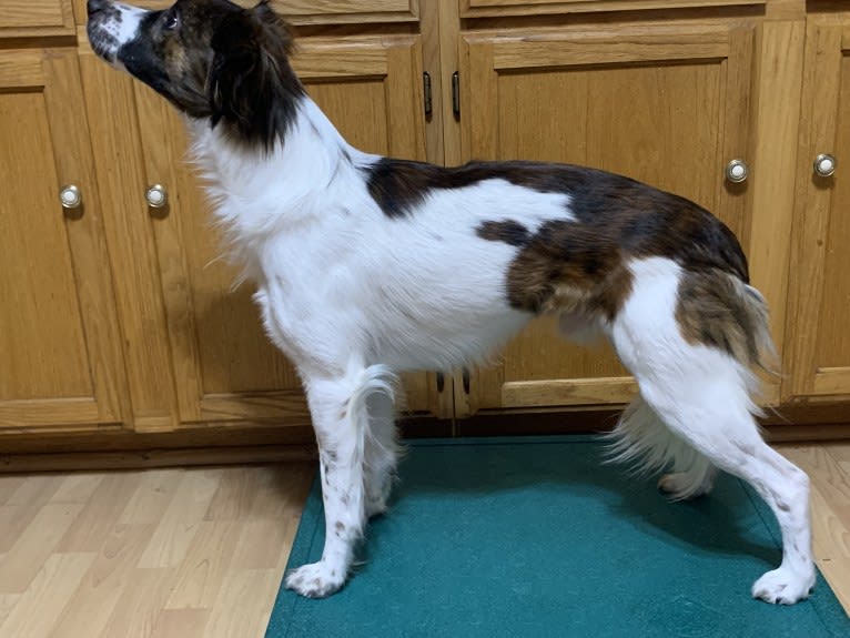 Bender, a Whippet and Border Collie mix tested with EmbarkVet.com