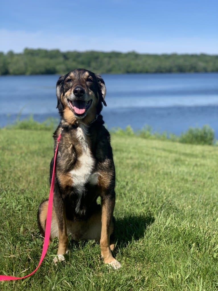 Tori, a Norwegian Elkhound and Black and Tan Coonhound mix tested with EmbarkVet.com