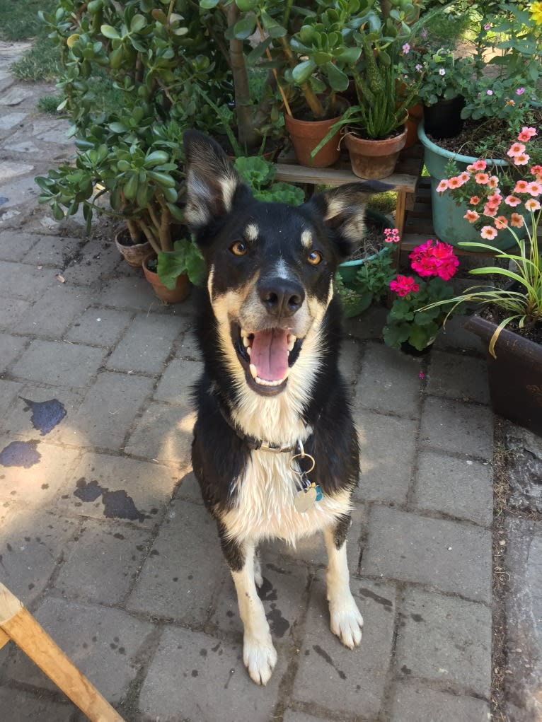 Ollie, a Border Collie tested with EmbarkVet.com