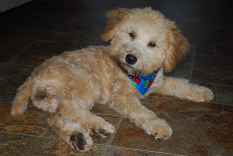 Fig, a Soft Coated Wheaten Terrier and Miniature Schnauzer mix tested with EmbarkVet.com