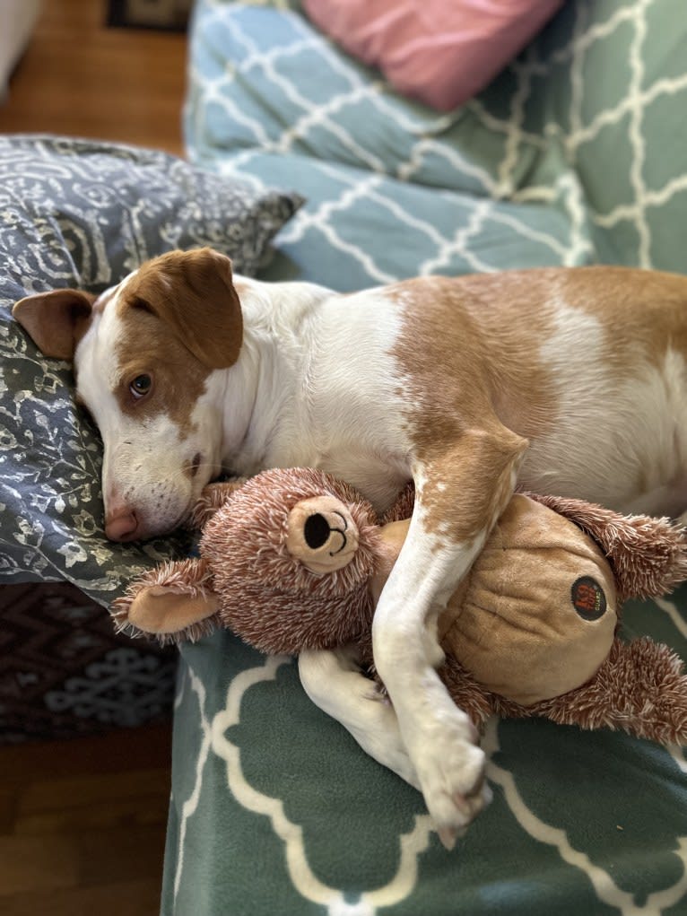 Mylo, an American Village Dog tested with EmbarkVet.com