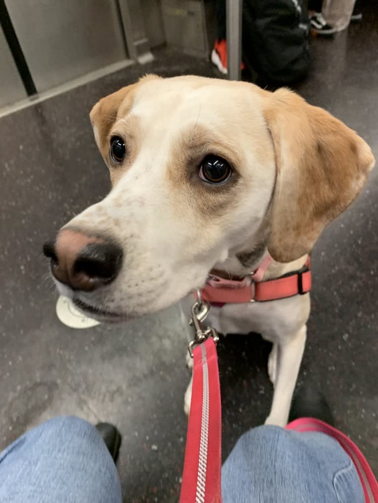 Daphne, an American Foxhound and English Foxhound mix tested with EmbarkVet.com