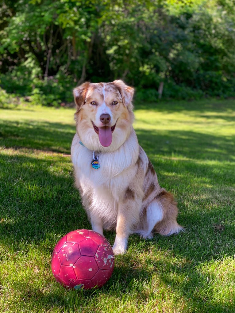 Neville, an Australian Shepherd tested with EmbarkVet.com