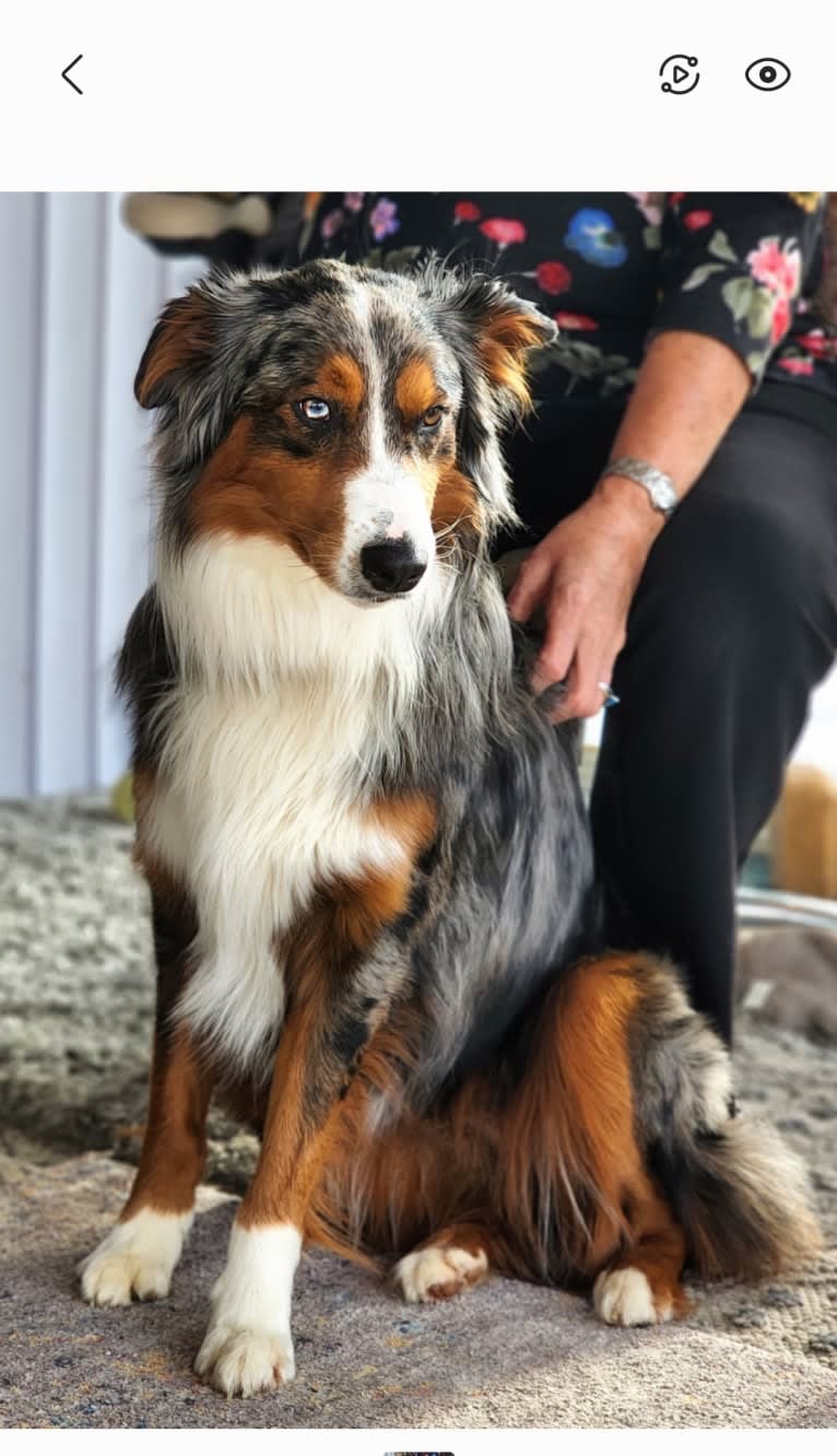 Remi, an Australian Shepherd and Border Collie mix tested with EmbarkVet.com