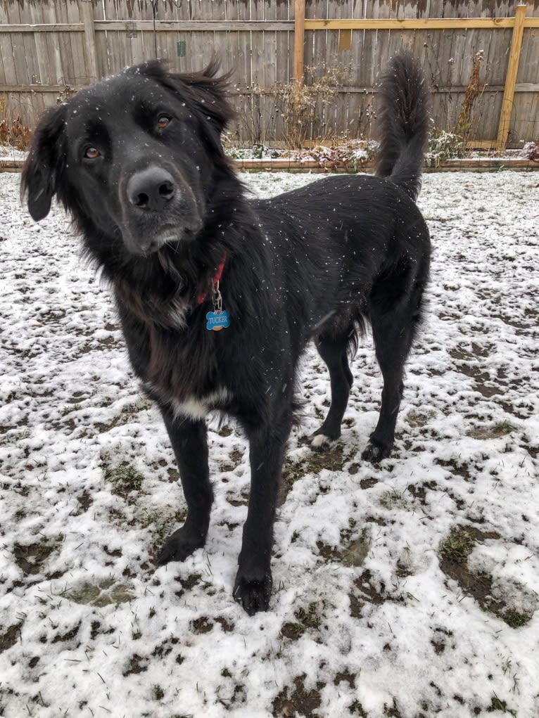 Tucker, a German Shepherd Dog and English Springer Spaniel mix tested with EmbarkVet.com