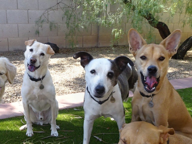 Bean, a Chow Chow and Chihuahua mix tested with EmbarkVet.com