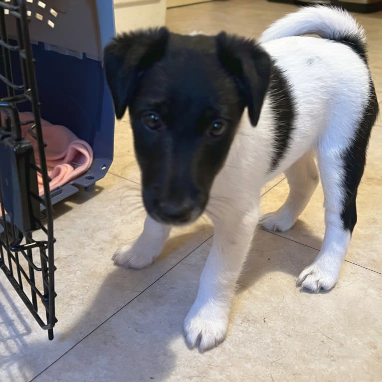 Bonnie, a Smooth Fox Terrier tested with EmbarkVet.com