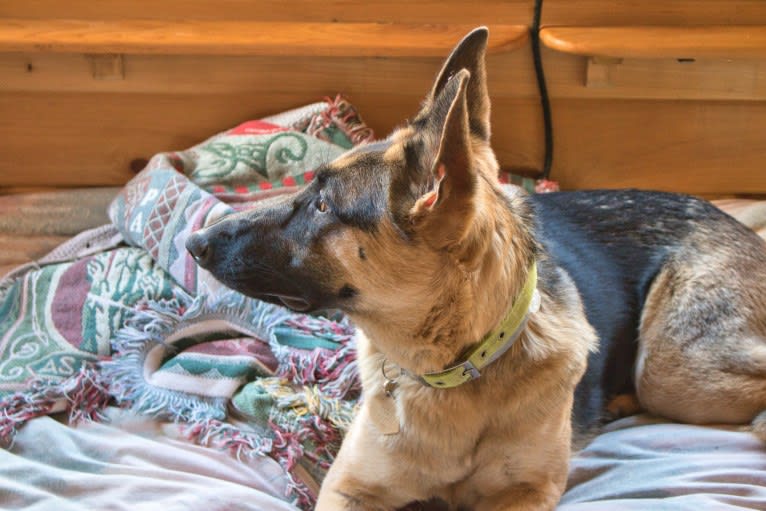 Lyra, a German Shepherd Dog tested with EmbarkVet.com