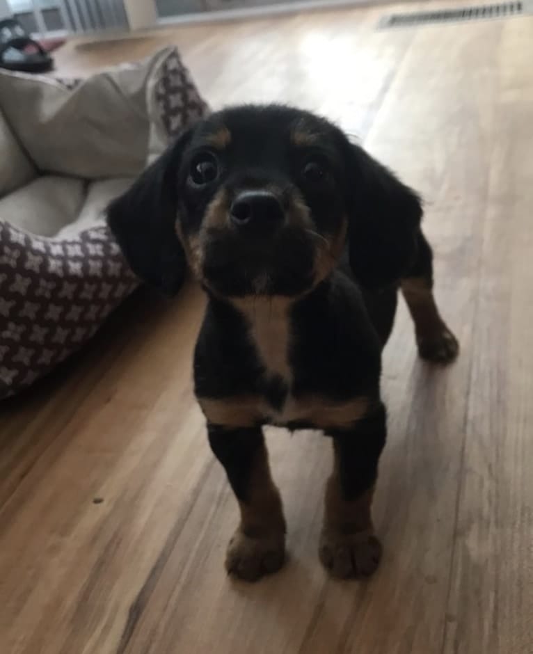 Ruger, a Beagle and Yorkshire Terrier mix tested with EmbarkVet.com