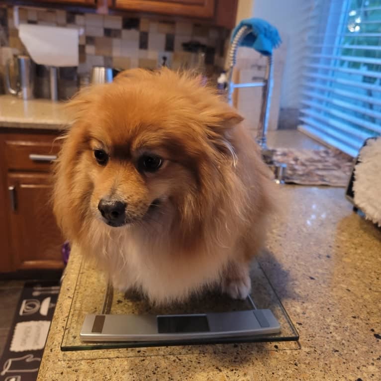 Bear, a Pomeranian tested with EmbarkVet.com