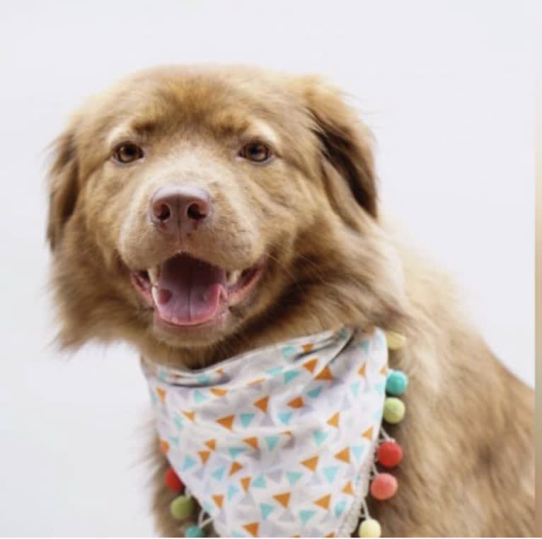 Sa Lam, a Southeast Asian Village Dog tested with EmbarkVet.com