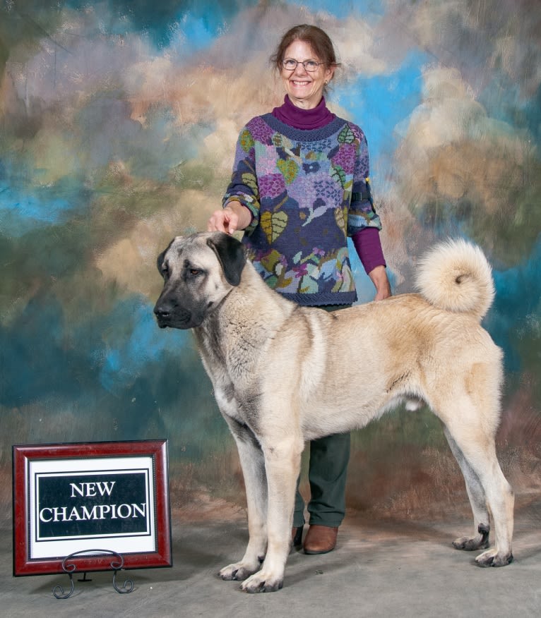 Finn, an Anatolian Shepherd Dog tested with EmbarkVet.com