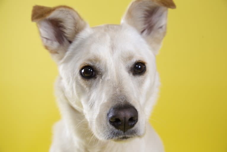 Skye, a Great Pyrenees and Australian Shepherd mix tested with EmbarkVet.com