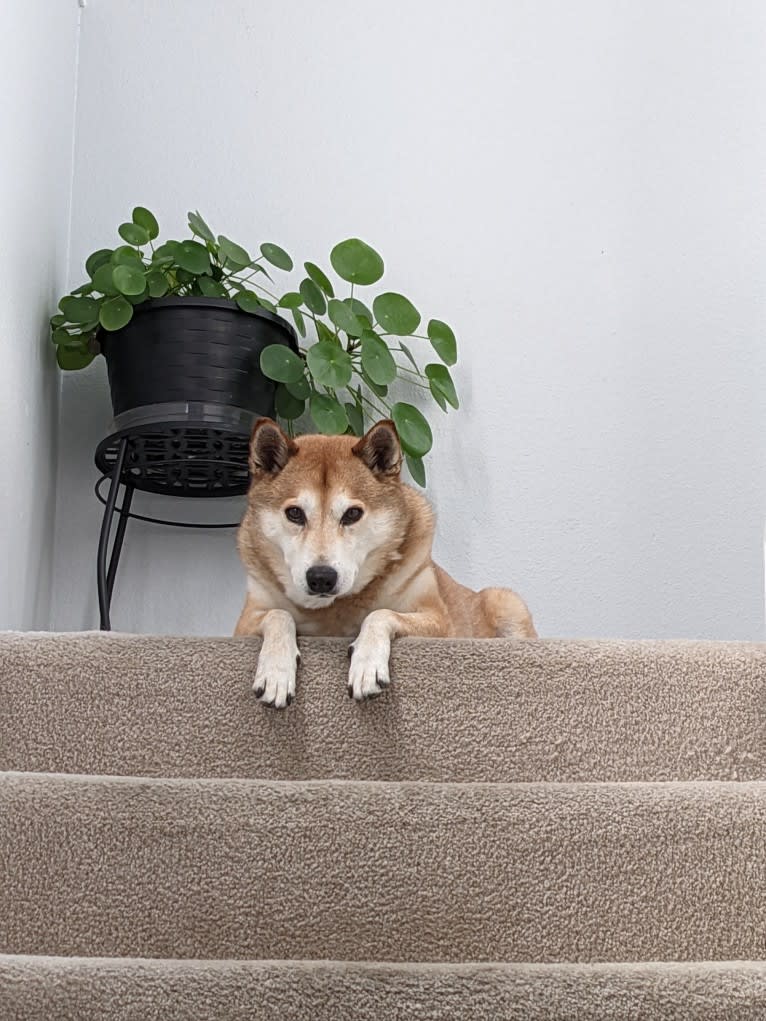 Todd, a Shiba Inu tested with EmbarkVet.com