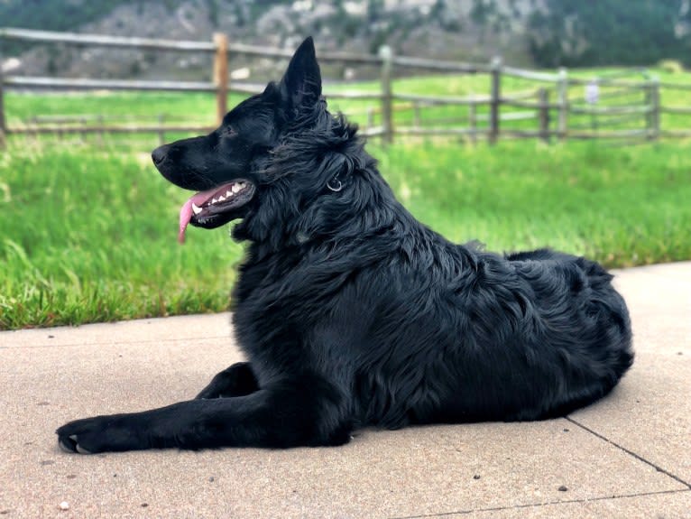 Valor Vom Hof Grebe, a German Shepherd Dog tested with EmbarkVet.com