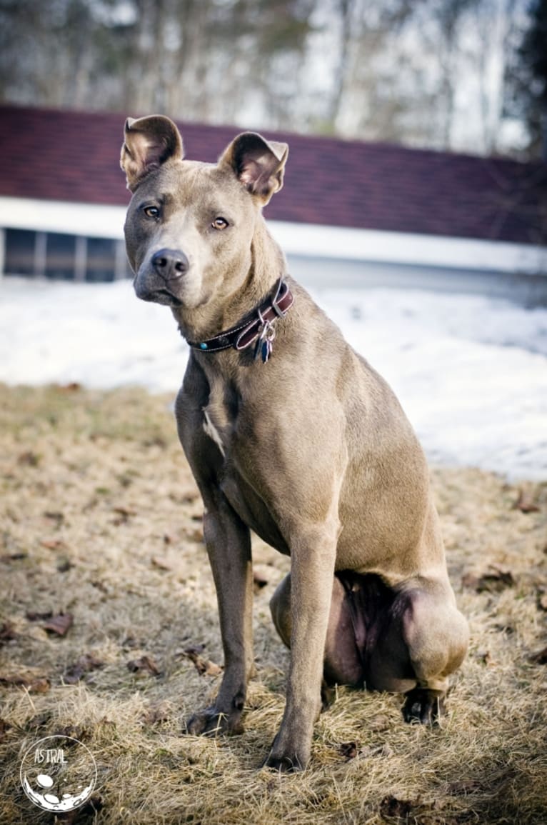 Gaea, an American Pit Bull Terrier and American Staffordshire Terrier mix tested with EmbarkVet.com