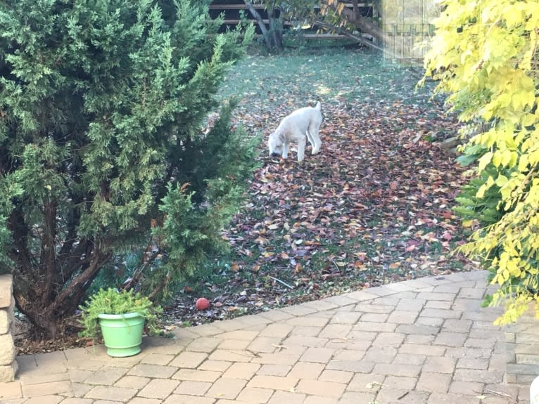 Desmond, a Soft Coated Wheaten Terrier tested with EmbarkVet.com