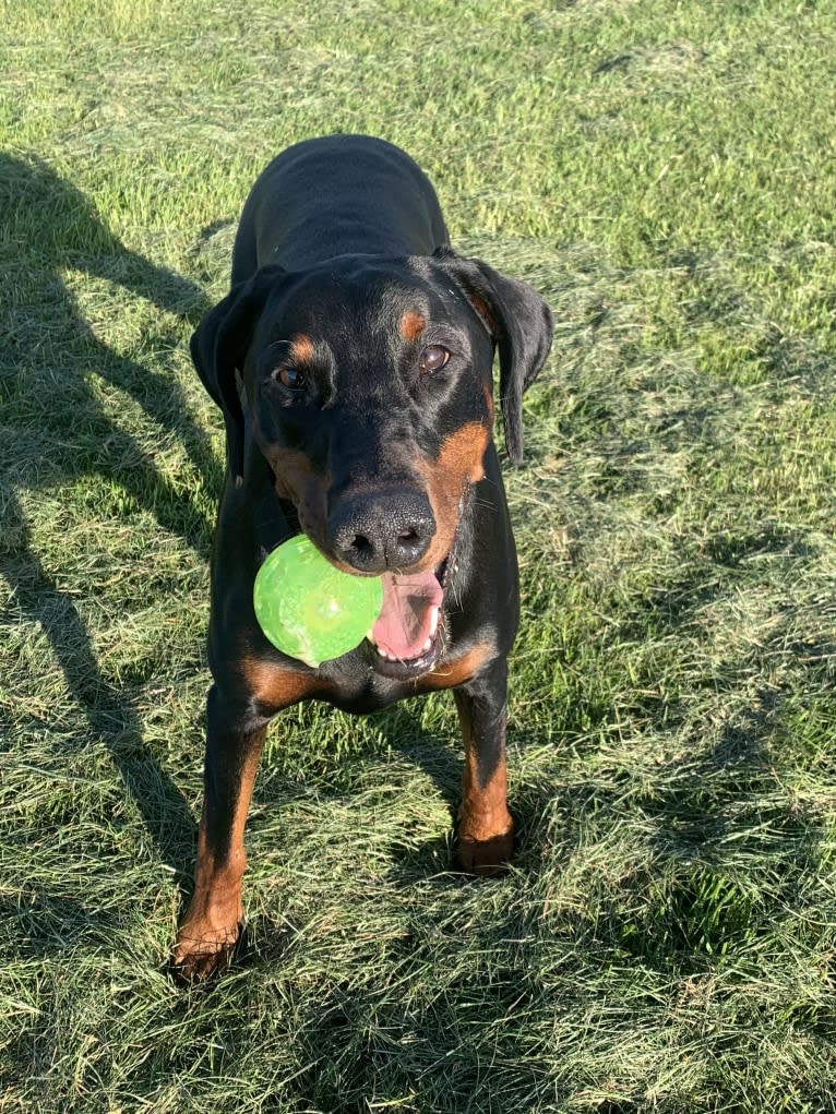 Toby, a Doberman Pinscher tested with EmbarkVet.com